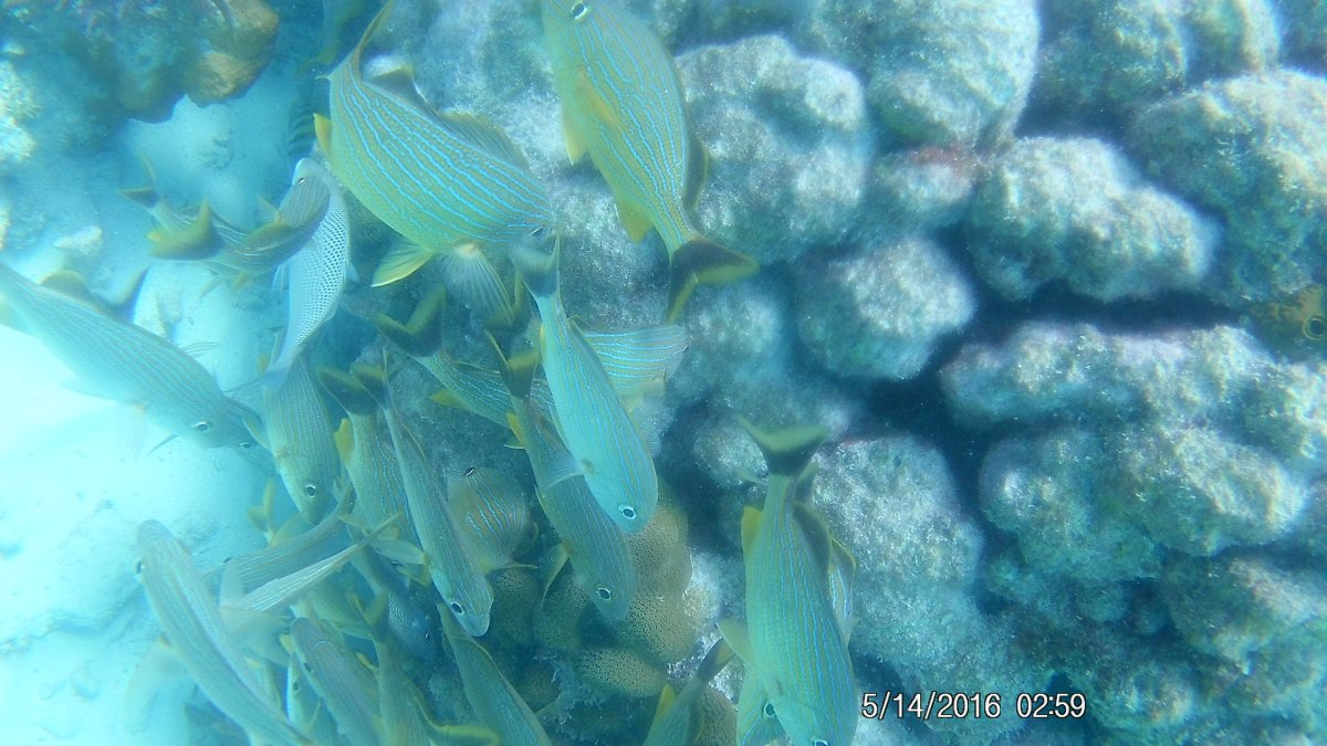 Pics from Snorkeling Grecian Rocks right off key largo in the Florida ...
