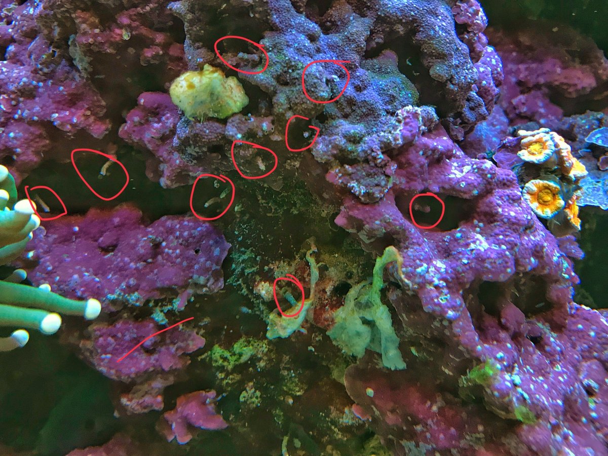 Vermitid Snail Infestation Reef2reef Saltwater And Reef Aquarium
