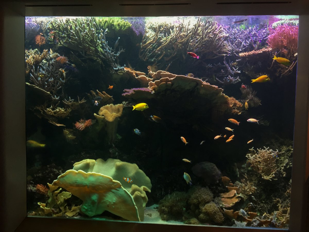 Full Tank Shot Friday!!! | Reef2Reef