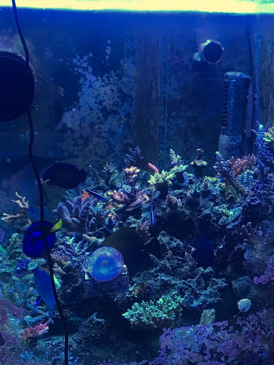 craigslist aquarium