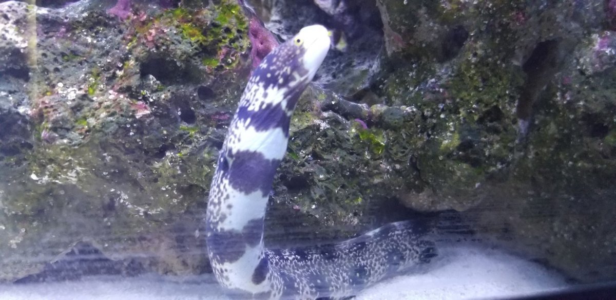 snowflake eel wrinkles.jpg