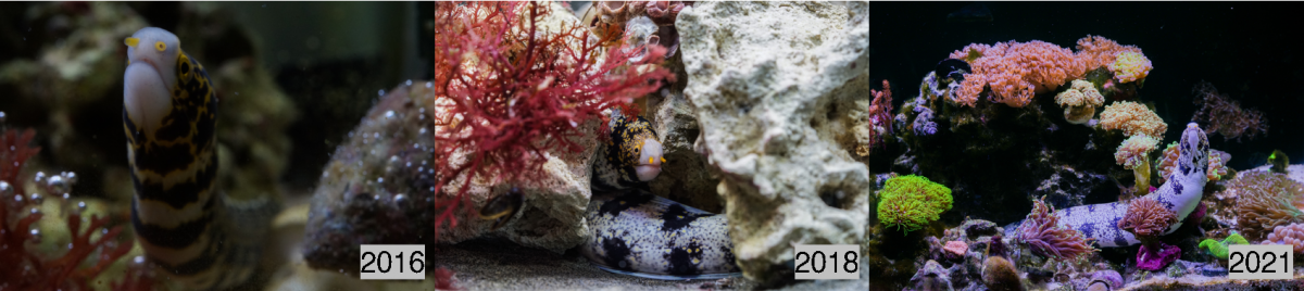Build Thread - Snowflake Eel Reef Tank Build | Reef2Reef