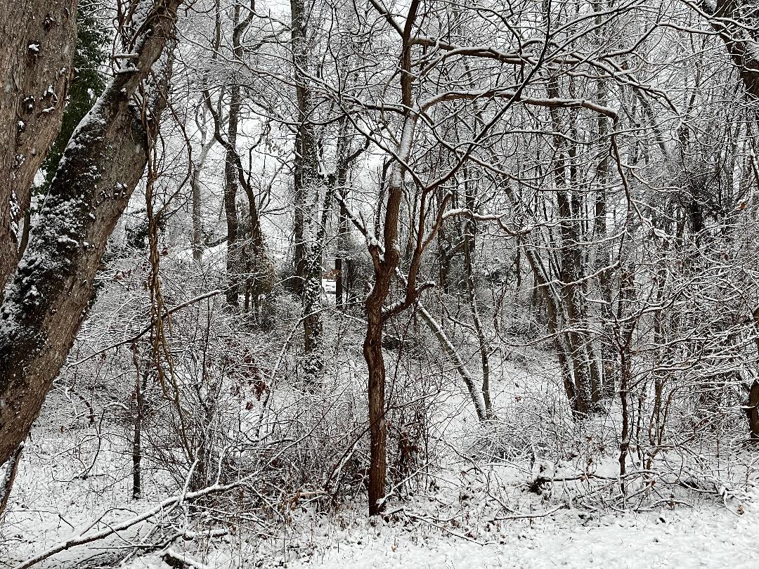 Snowy forest.jpg