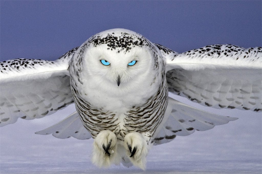 snowy_owl_w_blue_eyes_1024x1024.jpg