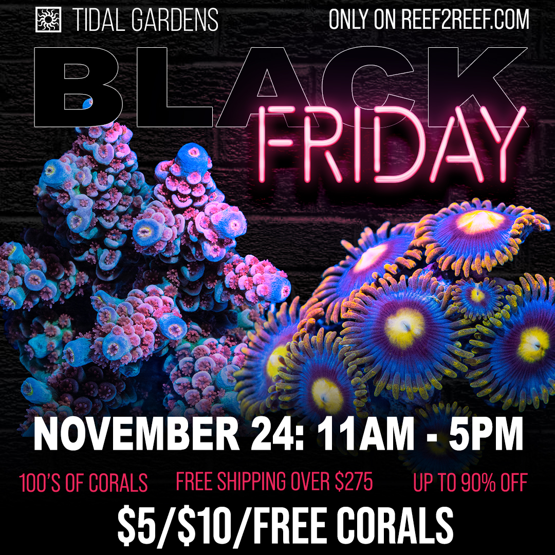 Tidal Gardens BLACK FRIDAY SALE >>UP TO 90 OFF, 5 and 10 CORALS