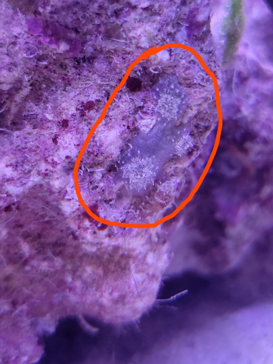 soft coral critter 00.jpg