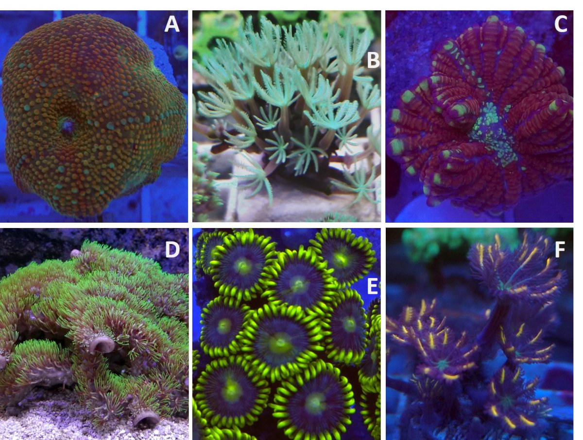 soft coral six pack labels.jpg
