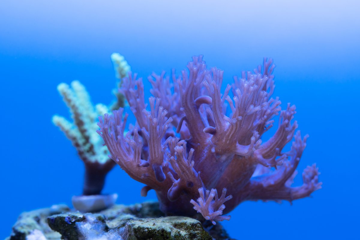 Soft Corals Reduced.jpg