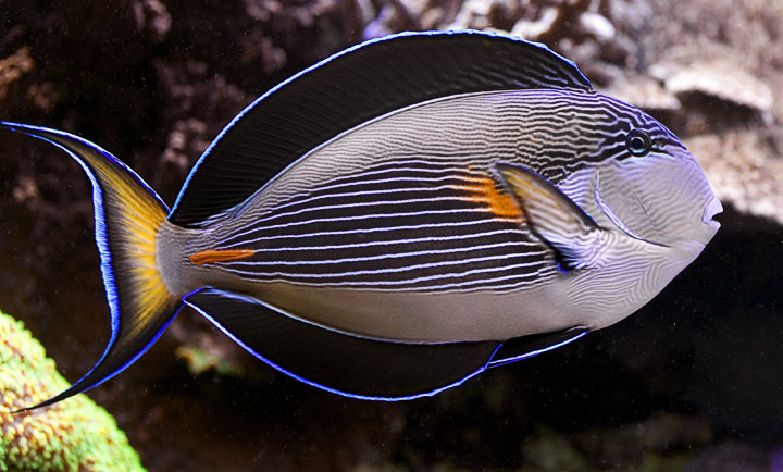 What is the most beautiful tang in your opinion? | REEF2REEF Saltwater