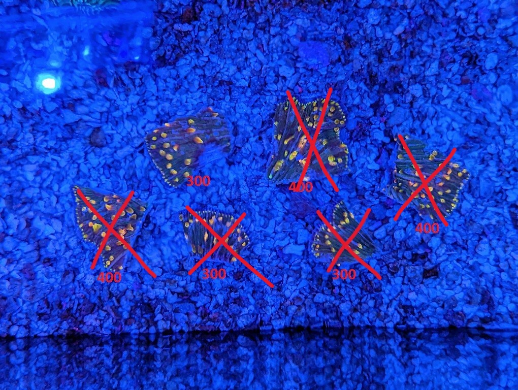 sold5.jpg