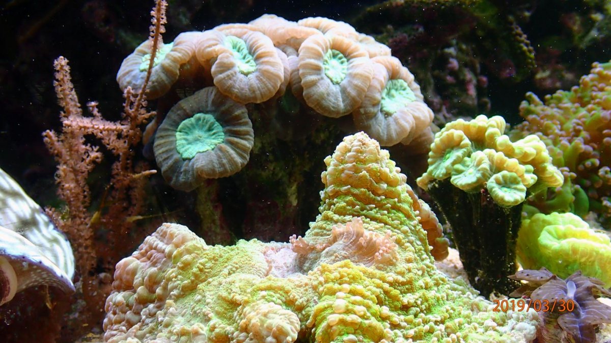 some-corals.jpg
