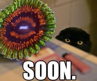 Soon Adonis.jpg