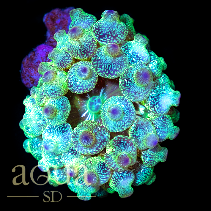 Special_Tipped_Acid_Wash_Bubble_Tip_Anemone_8_-_79_2048x2048.png