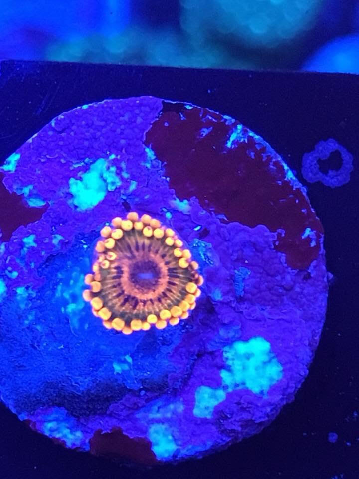 Speckled Krak.jpg