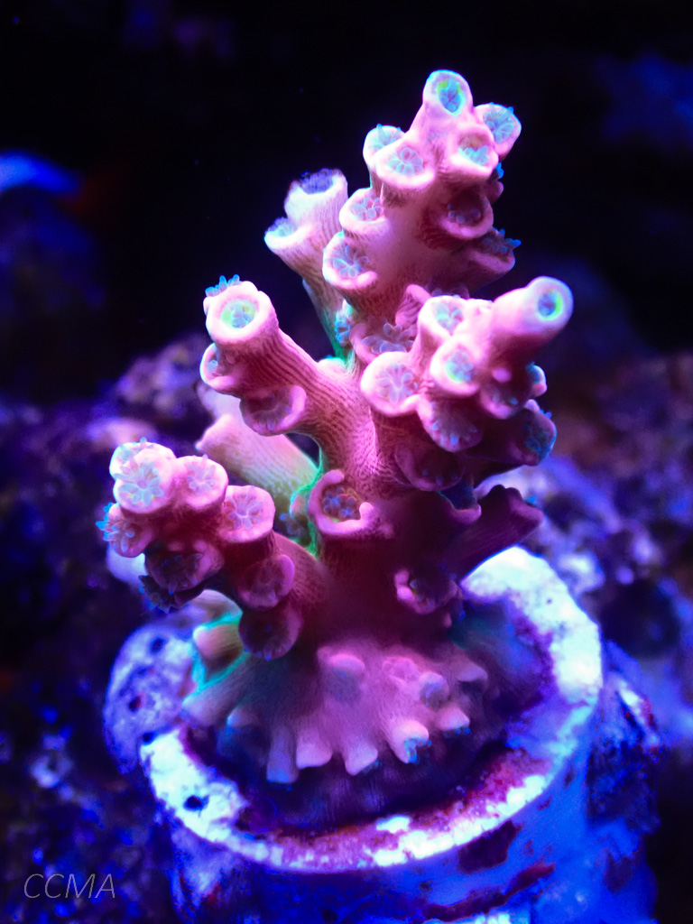 specosia.jpg