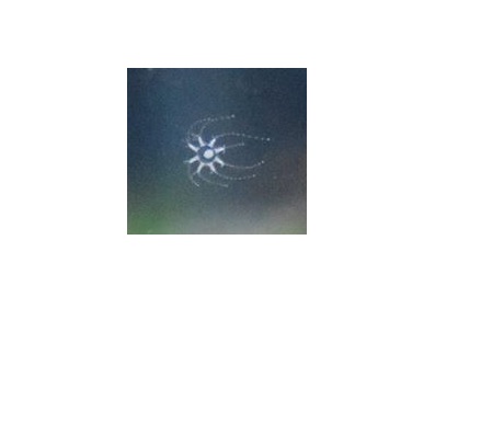 spider.JPG