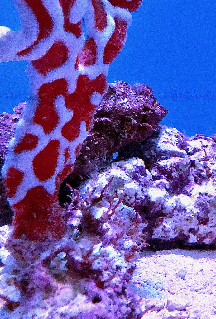 spider sponge.jpg