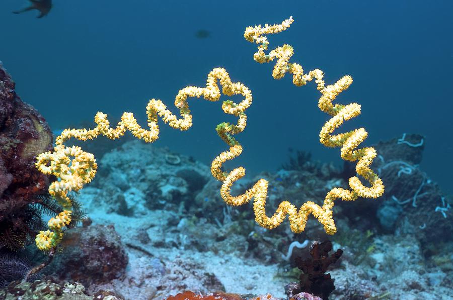 spiral-wire-coral-on-a-reef-georgette-douwma.jpg