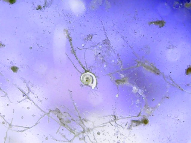 spirorbis spp 2.jpg