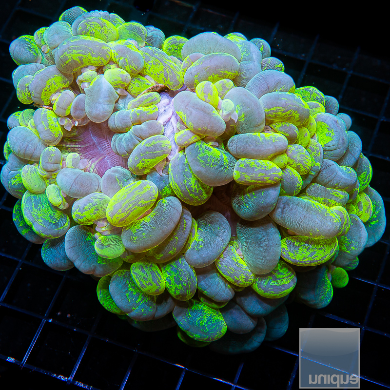 splatter bubble coral 299 190.jpeg
