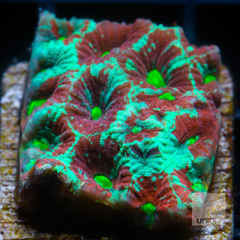 Splattered War Coral 39 28.jpg