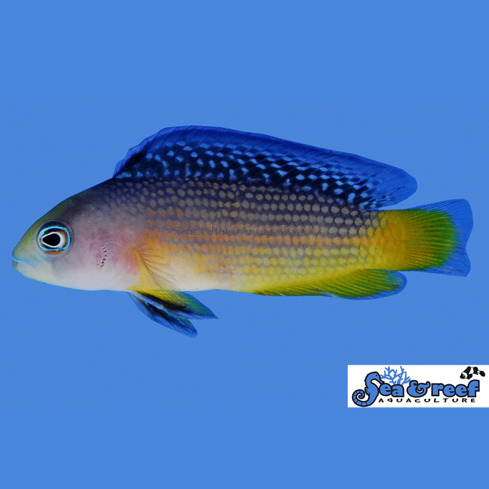 splendid-dottyback.jpg