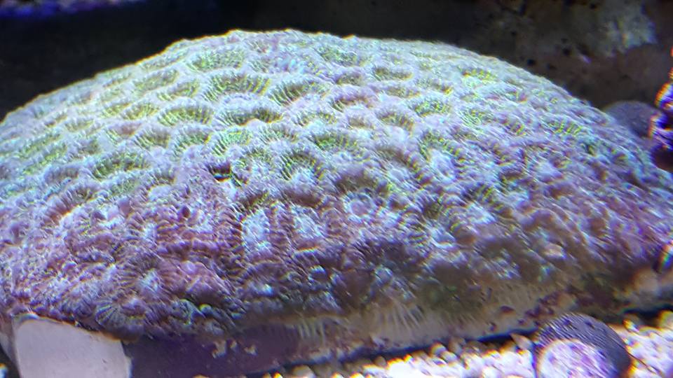 spong.jpg