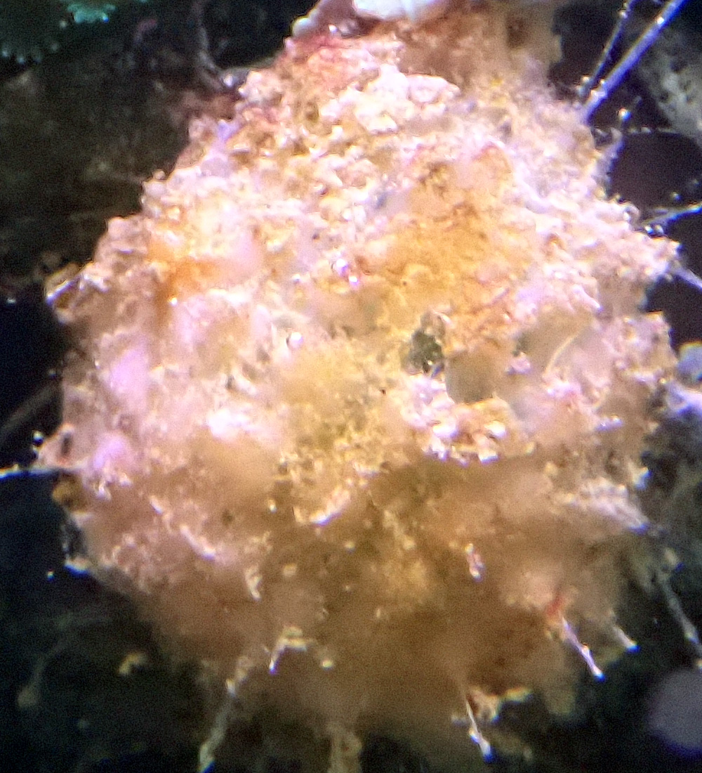 sponge-1.jpg