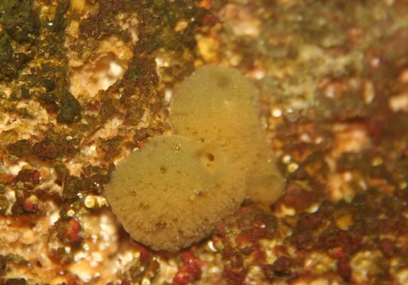 sponge.jpg