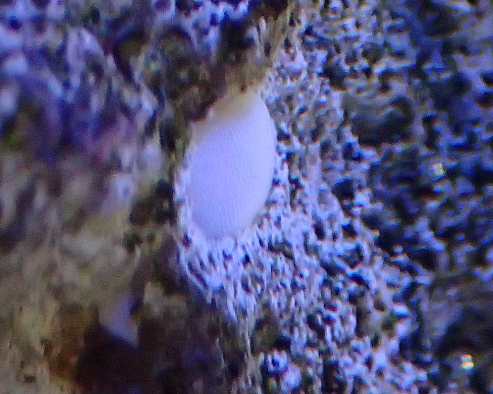 sponge.jpg