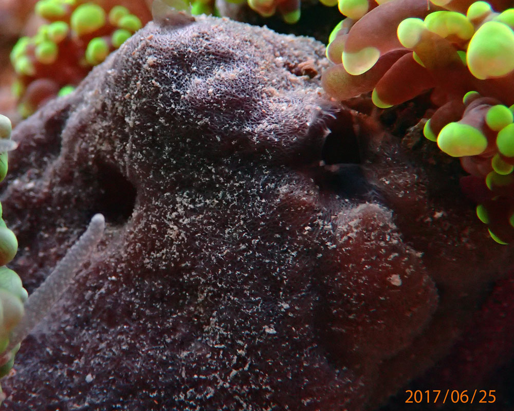 sponge.jpg