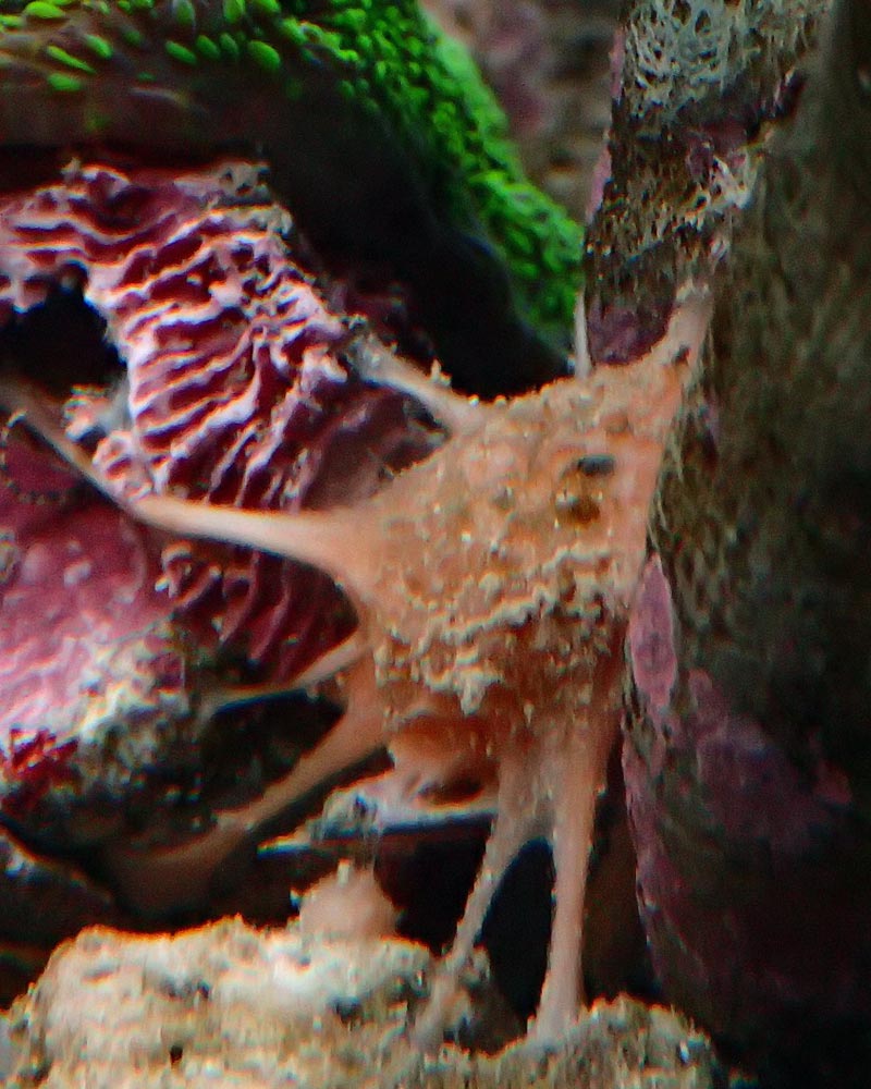 sponge.jpg