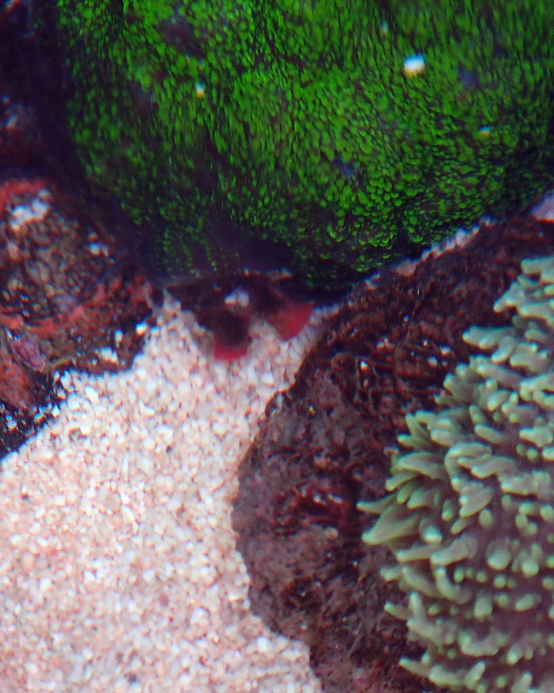 sponge1.jpg