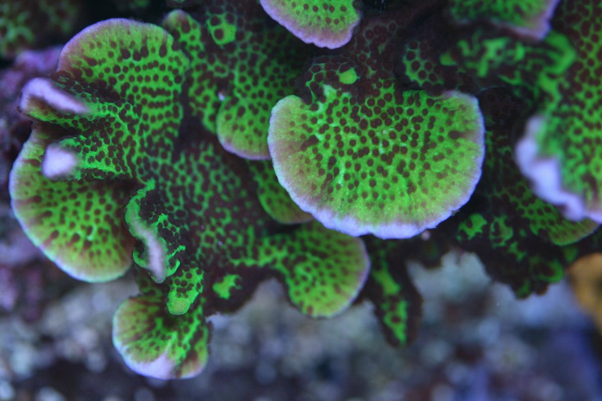 spongodes.jpg
