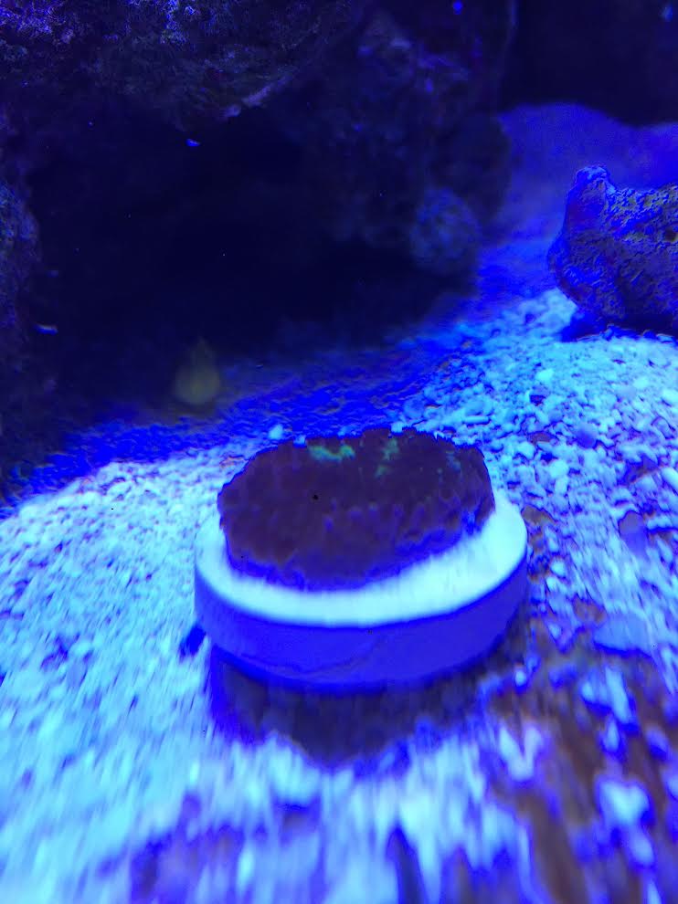 spongodes.jpg
