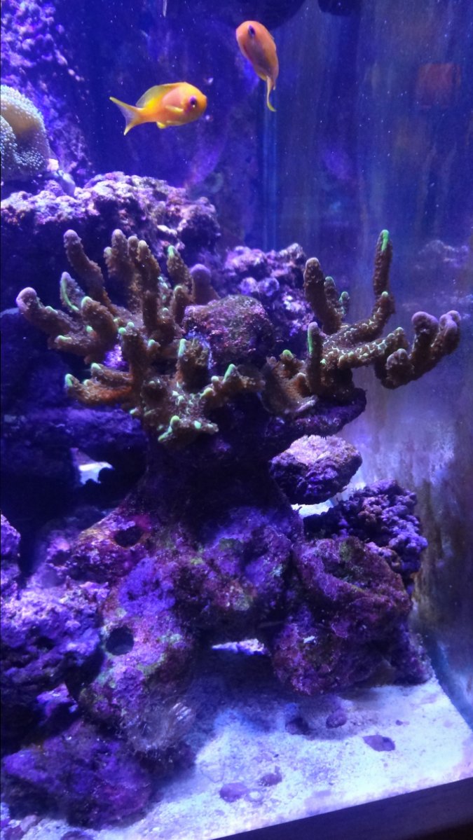 Spongodes Montipora Bonsia Coral.JPG