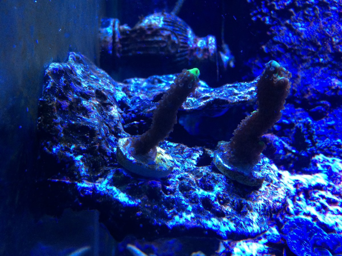 Sponogodes Frags.jpg