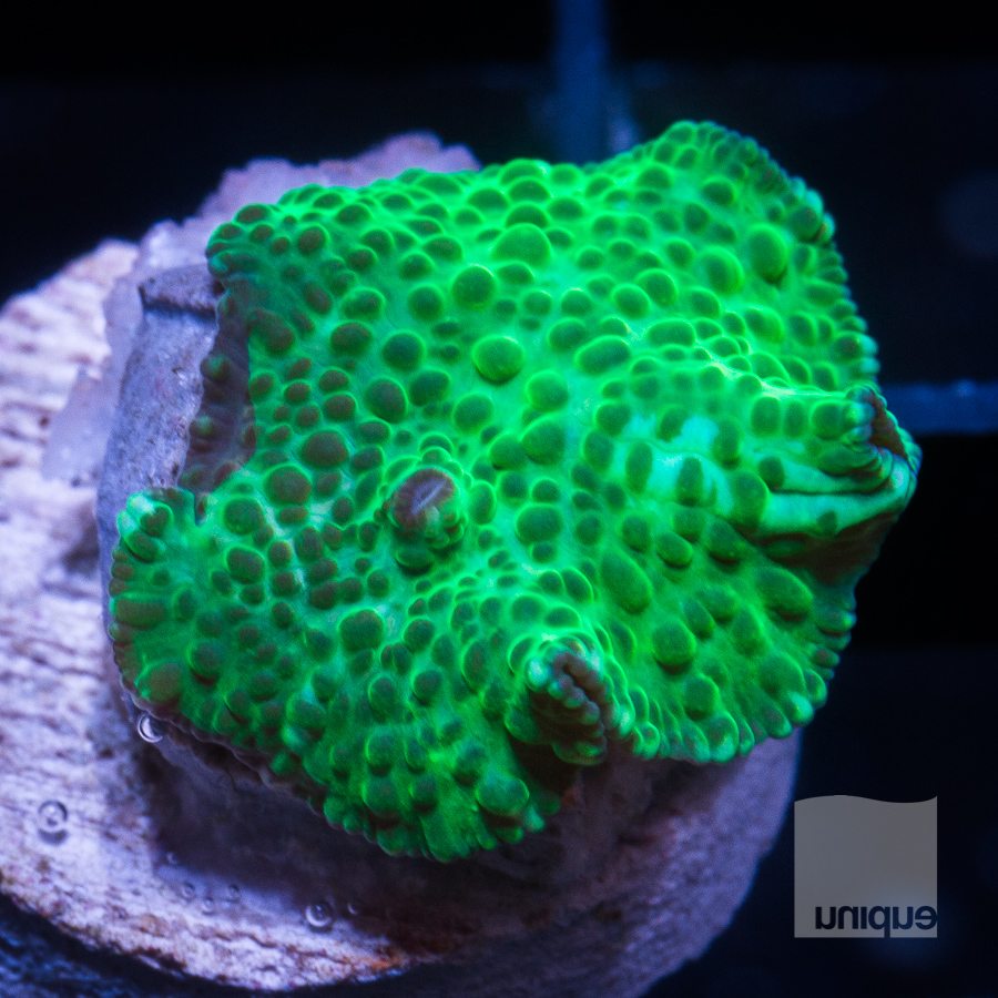 spotted green discosoma 32 22.jpg