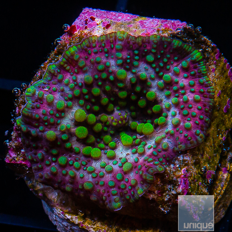 Spotted Green Discosoma 34 16.JPG