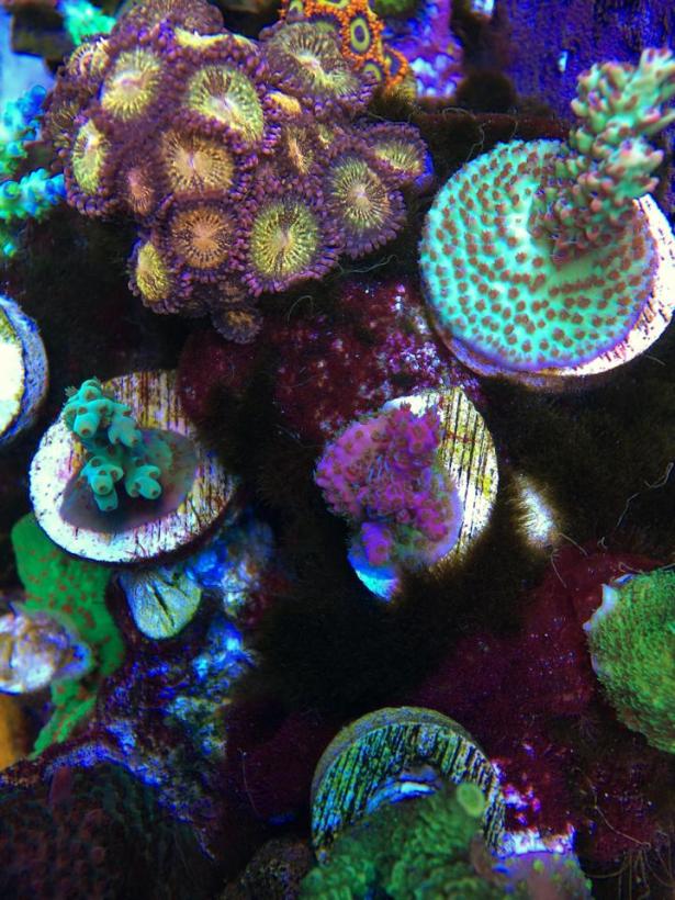 sps 1.jpg