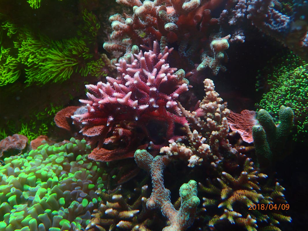 sps-2-.jpg