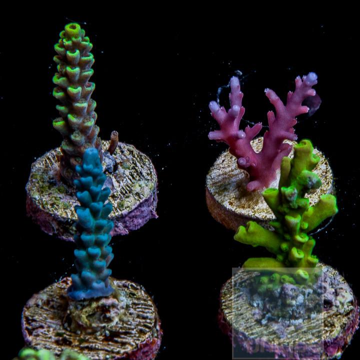 SPS-4pack.jpg