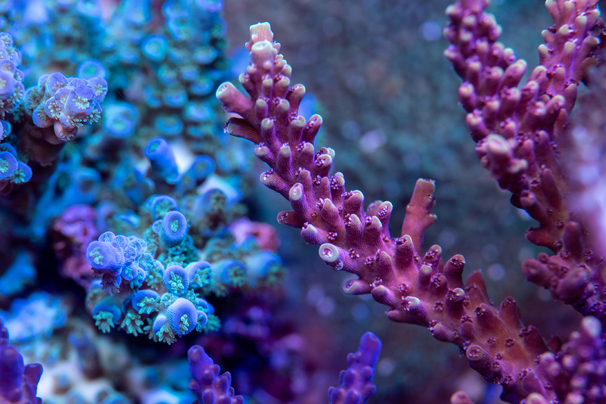 REEF OF THE MONTH - July 2022: Maroun.C's 1250-gallon SPS Dominant Reef ...