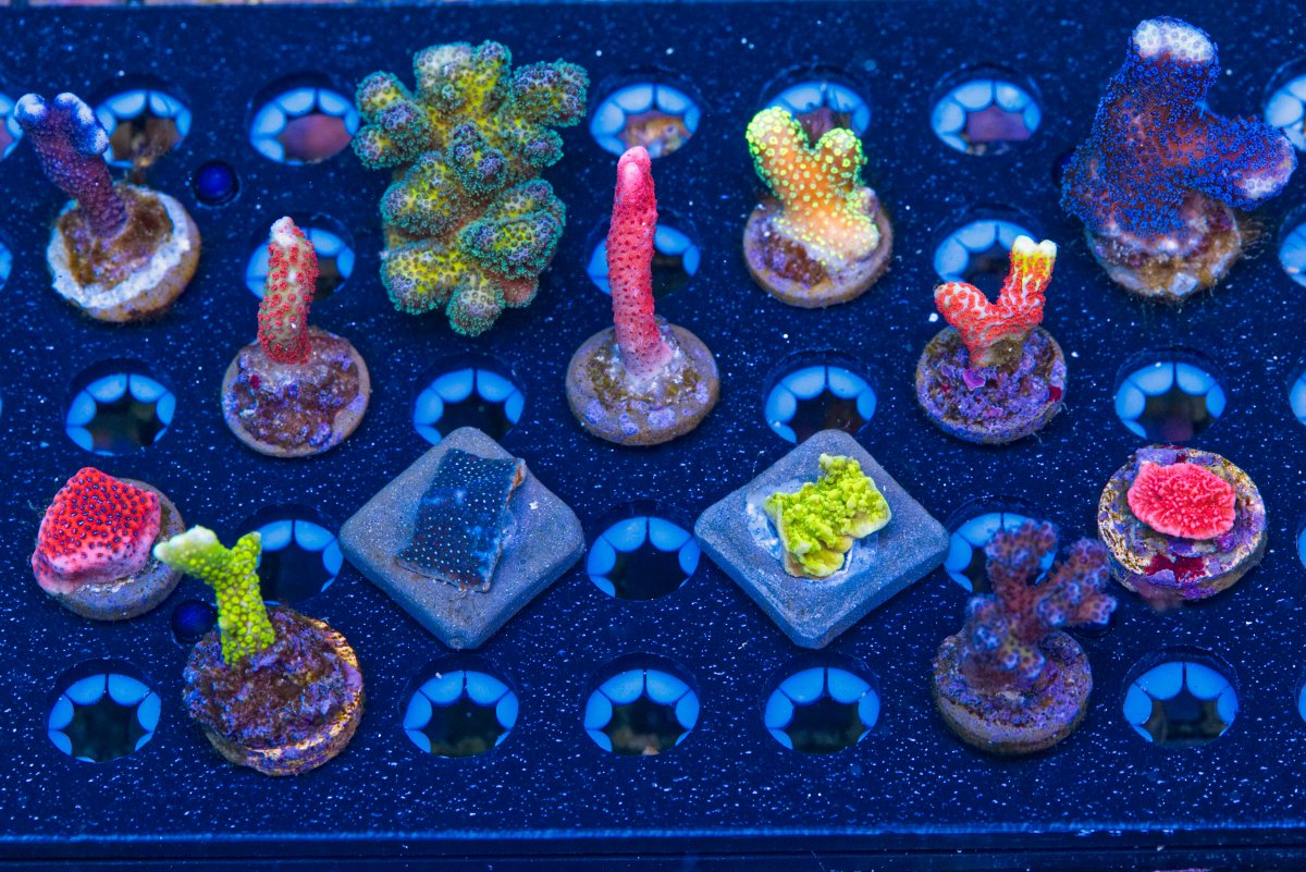 SPS Beginner Pack .jpg