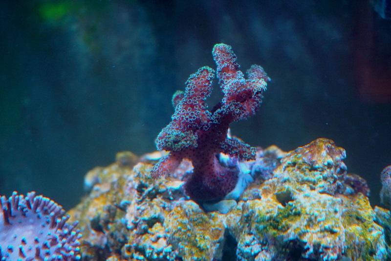 SPS Coral 1.jpg