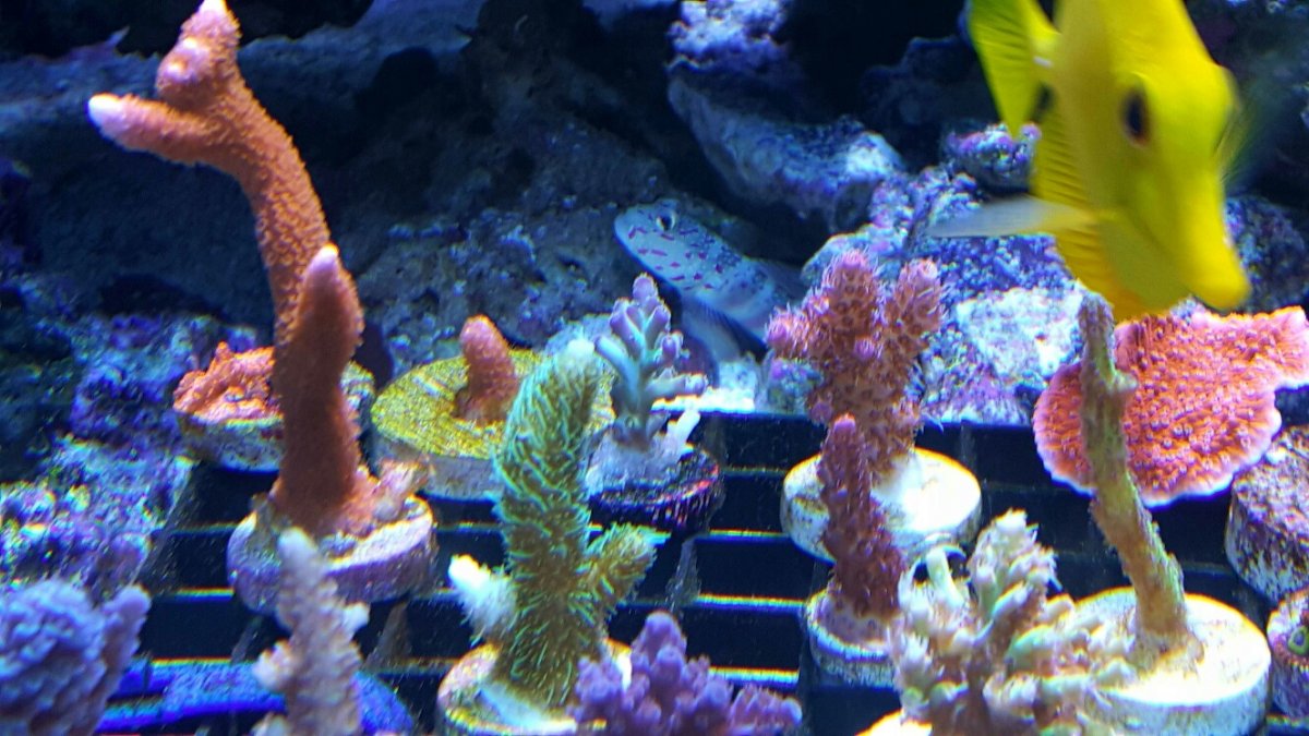 SPS frag rack (2).jpg