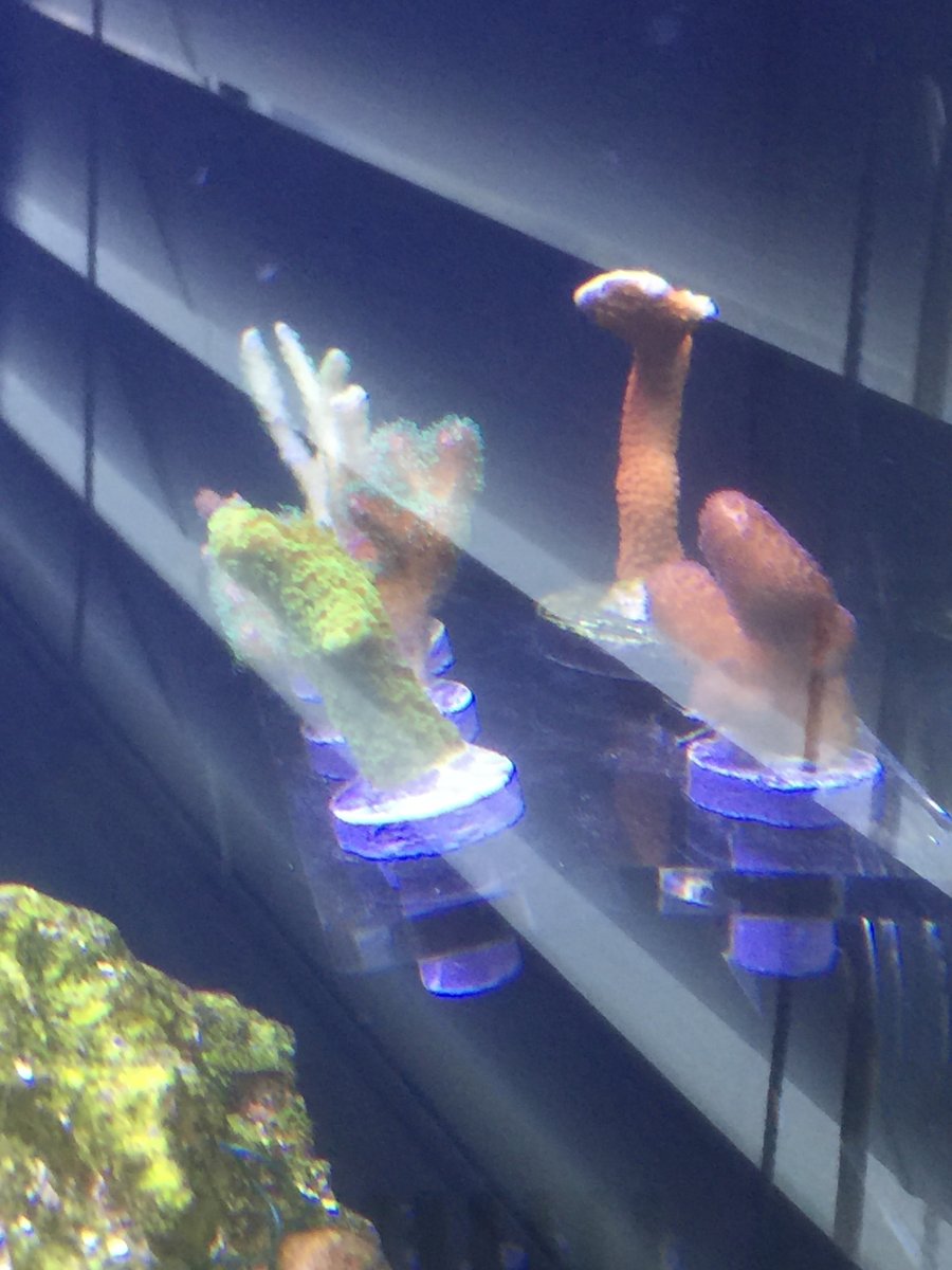 SPS frag rack.JPG