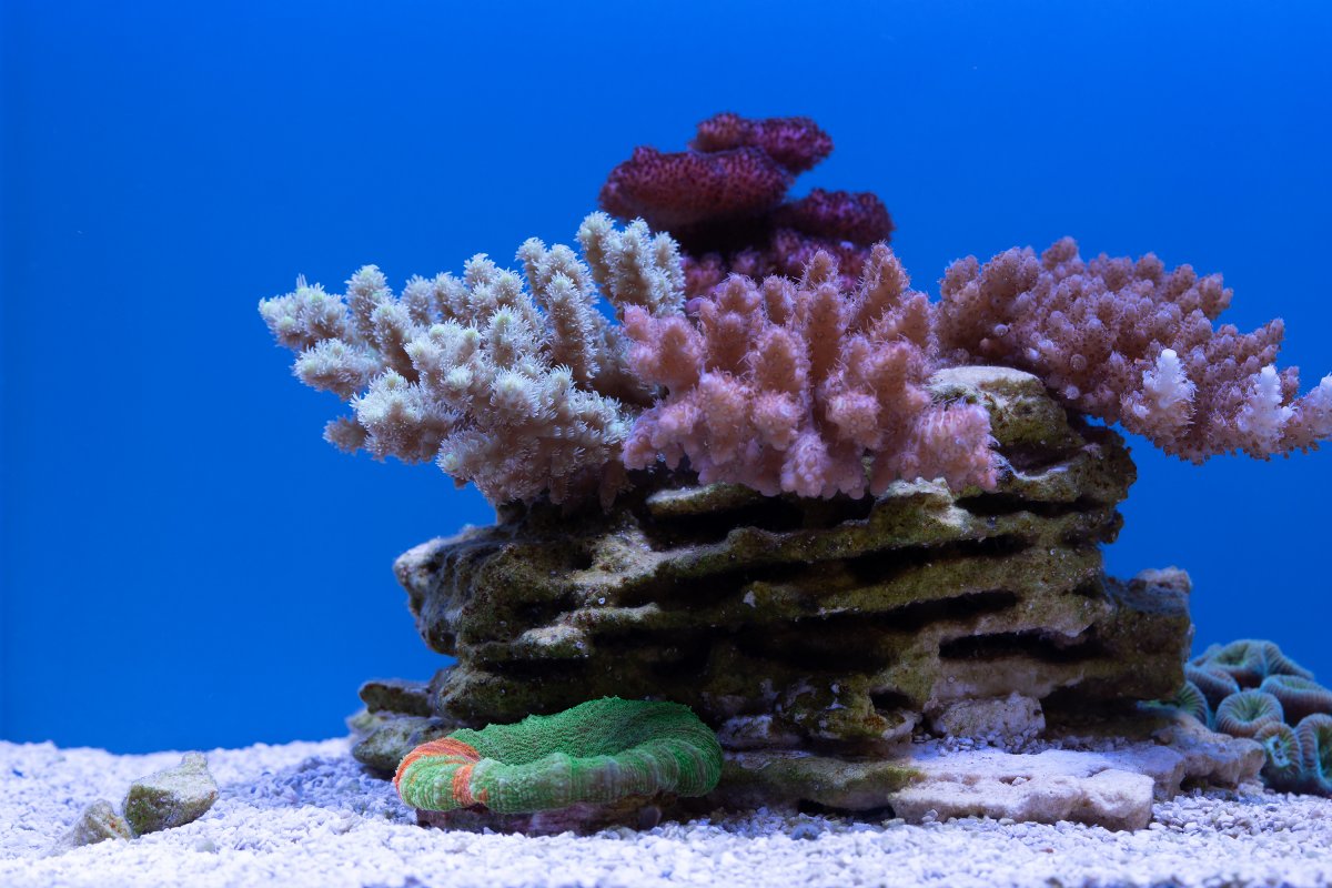 SPS Garden Nano Reef Tank 3000px.jpg