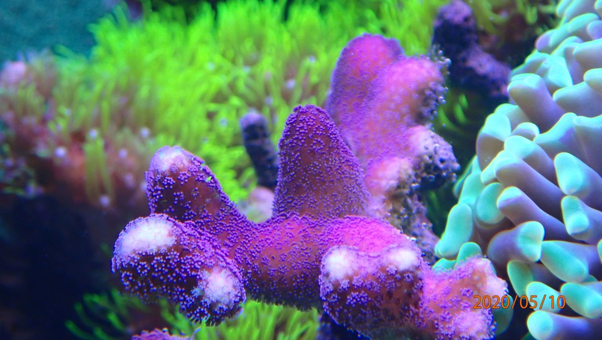 sps.jpg