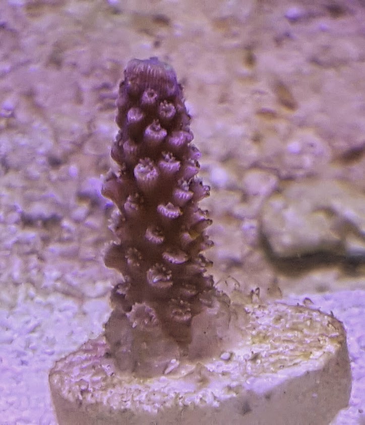 sps.jpg